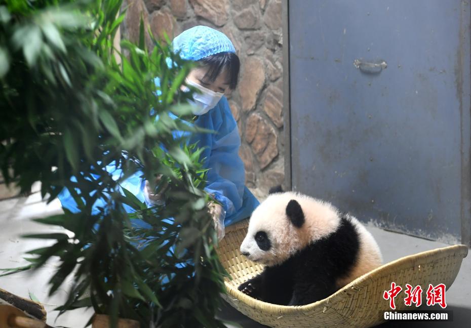 パンダの赤ちゃん「春生」に笹を與える飼育員の阿部展子さん（撮影?安源）。