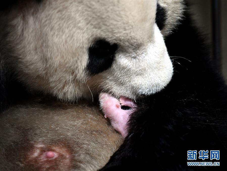 今年初めての秦嶺パンダの赤ちゃん誕生、「四世代同居」が実現(xiàn)　陝西省