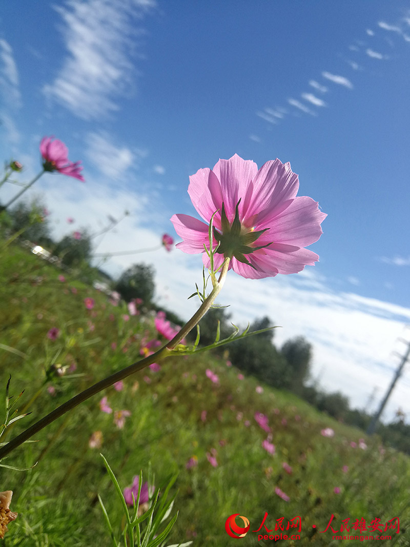雄安新區(qū)に広がった素晴らしい青空　河北省