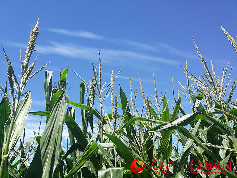 雄安新區(qū)に広がった素晴らしい青空　河北省