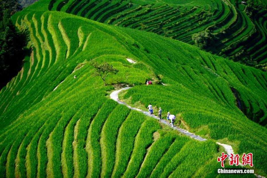 緑したたる竜勝棚田　広西チワン族自治區(qū)