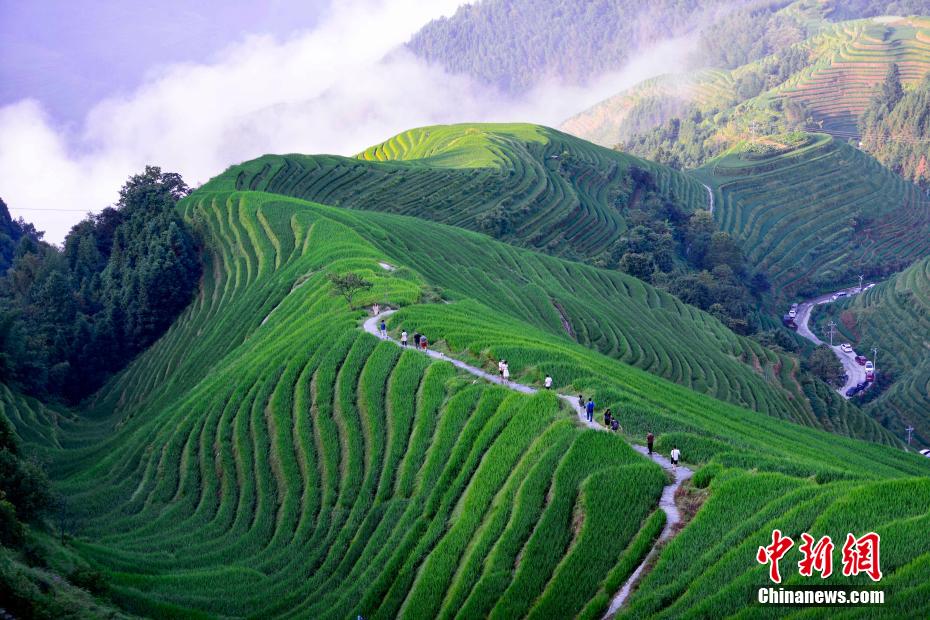 竜脊鎮(zhèn)の棚田を散策する観光客（撮影?潘志祥）。