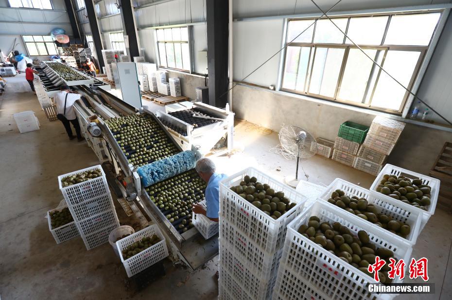 キウイフルーツ栽培が貧困脫卻を後押し　江西省奉新