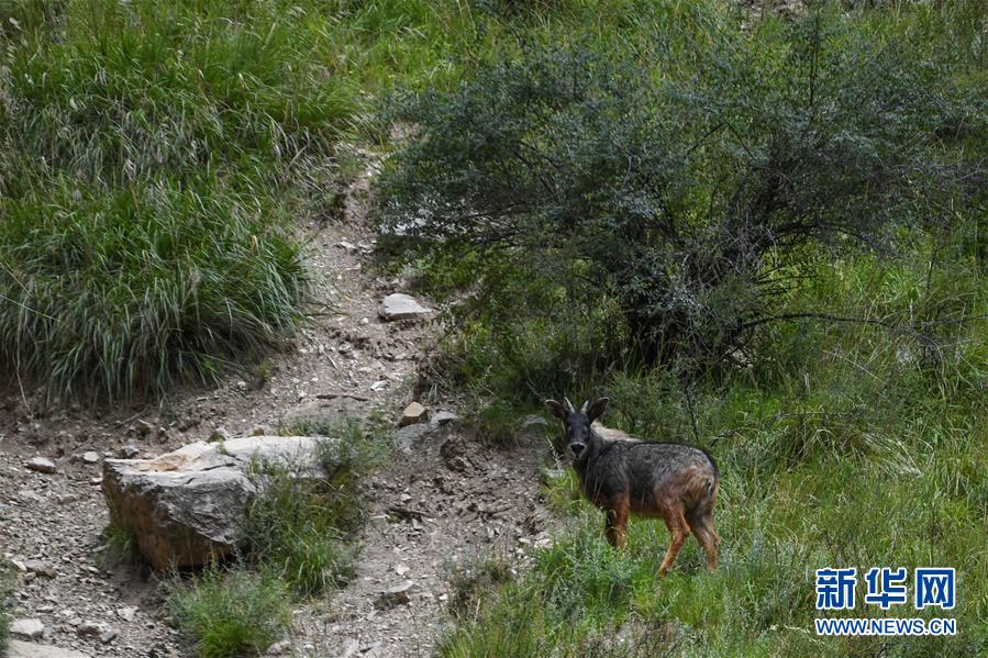  青海省玉樹蔵（チベット）族自治州嚢謙県白扎郷白扎林場で撮影されたチュウゴクカモシカ（撮影?潘彬彬）。