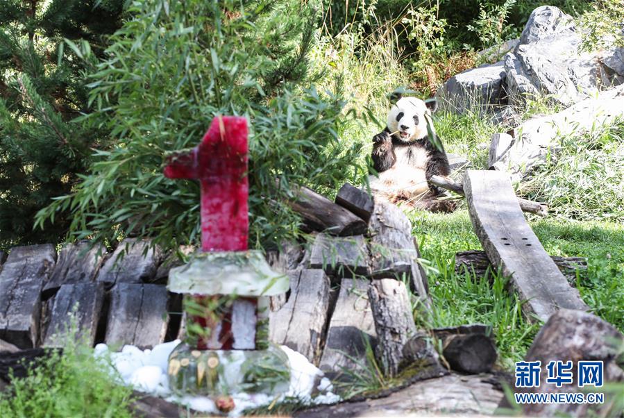 獨(dú)ベルリン動(dòng)物園の雙子パンダが1歳に！