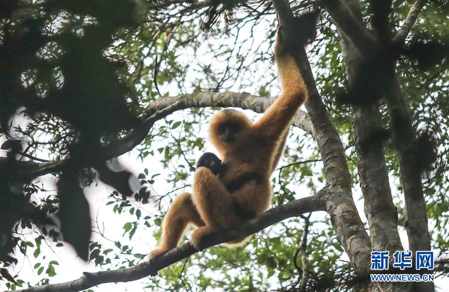 絶滅危懼種?カイナンテナガザルの新しい群れと赤ちゃんを確認
