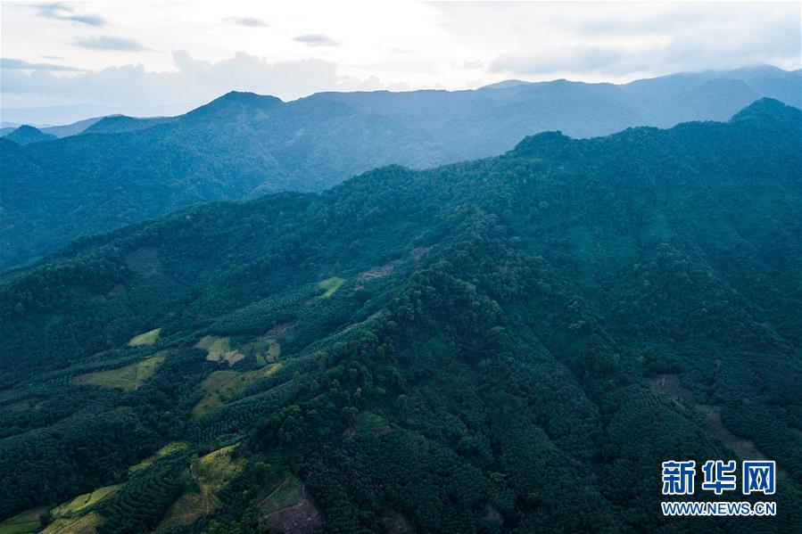 絶滅危懼種?カイナンテナガザルの新しい群れと赤ちゃんを確認(rèn)