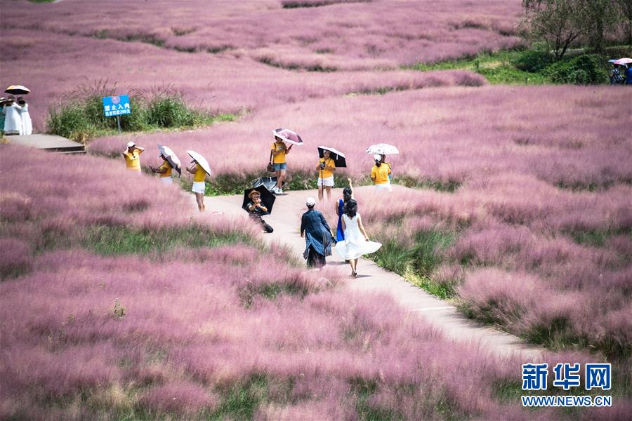 観光客たちを魅了する貴州省に広がる「桃色の?！?></a></td></tr><tr><td class=