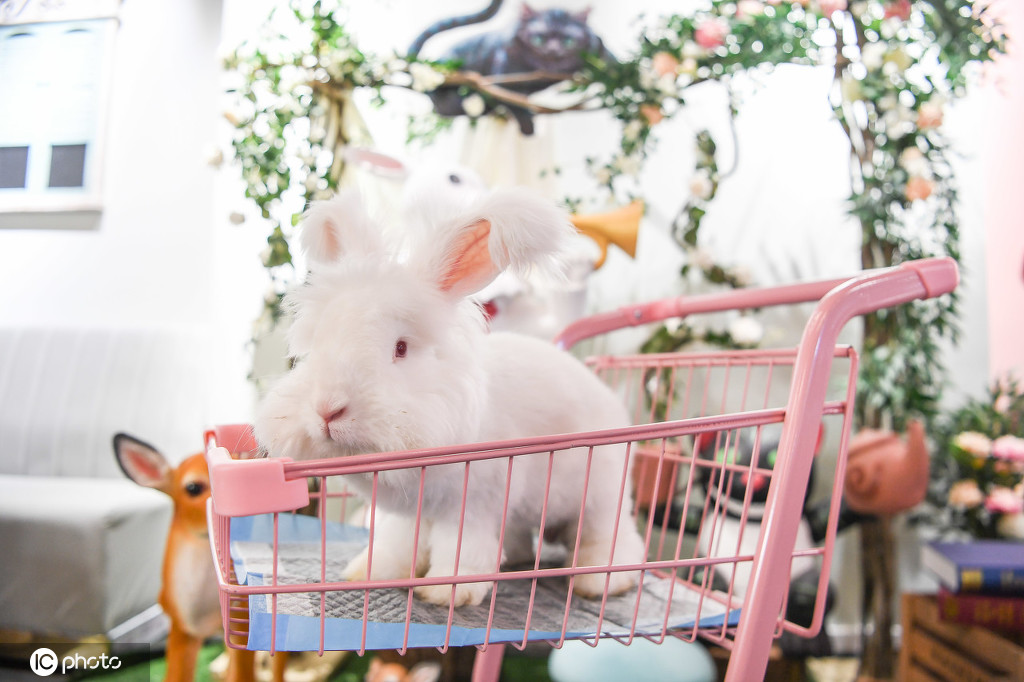 大人気のアンゴラウサギ（寫真著作権は東方ICが所有のため転載禁止）。