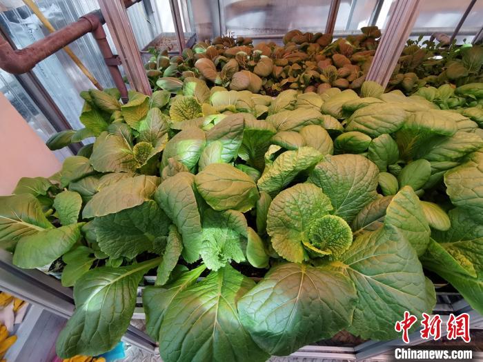 南極の長城基地、駐在醫(yī)師が野菜を栽培