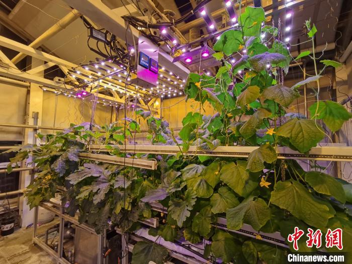 南極の長(zhǎng)城基地、駐在醫(yī)師が野菜を栽培