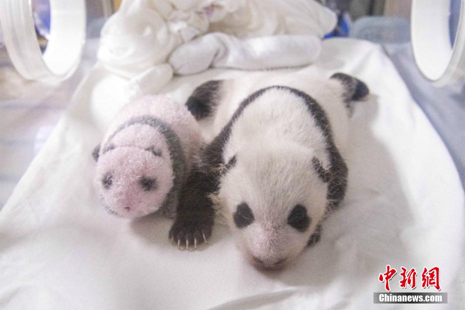 韓國生まれの赤ちゃんパンダ、目のまわり黒くなり體重10倍に　ソウル