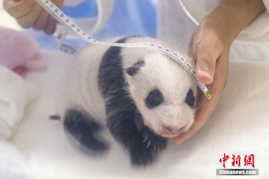 韓國生まれの赤ちゃんパンダ、目のまわり黒くなり體重10倍に　ソウル