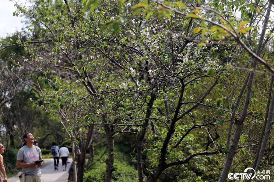 南京の明孝陵に季節(jié)外れの桜　江蘇省