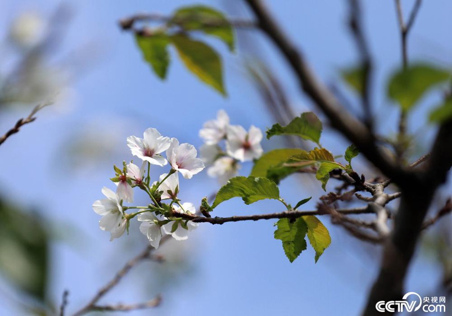 南京の明孝陵に季節(jié)外れの桜　江蘇省