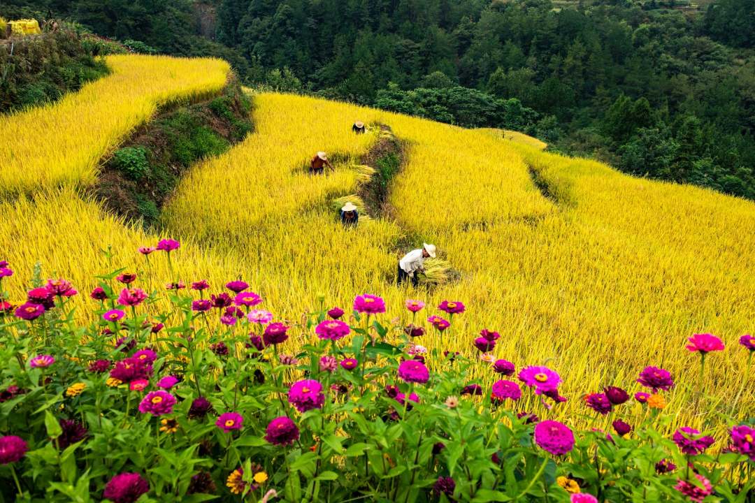 高山に稲穂色づく、寒さに強(qiáng)い「冷水稲」　湖北省宣昌