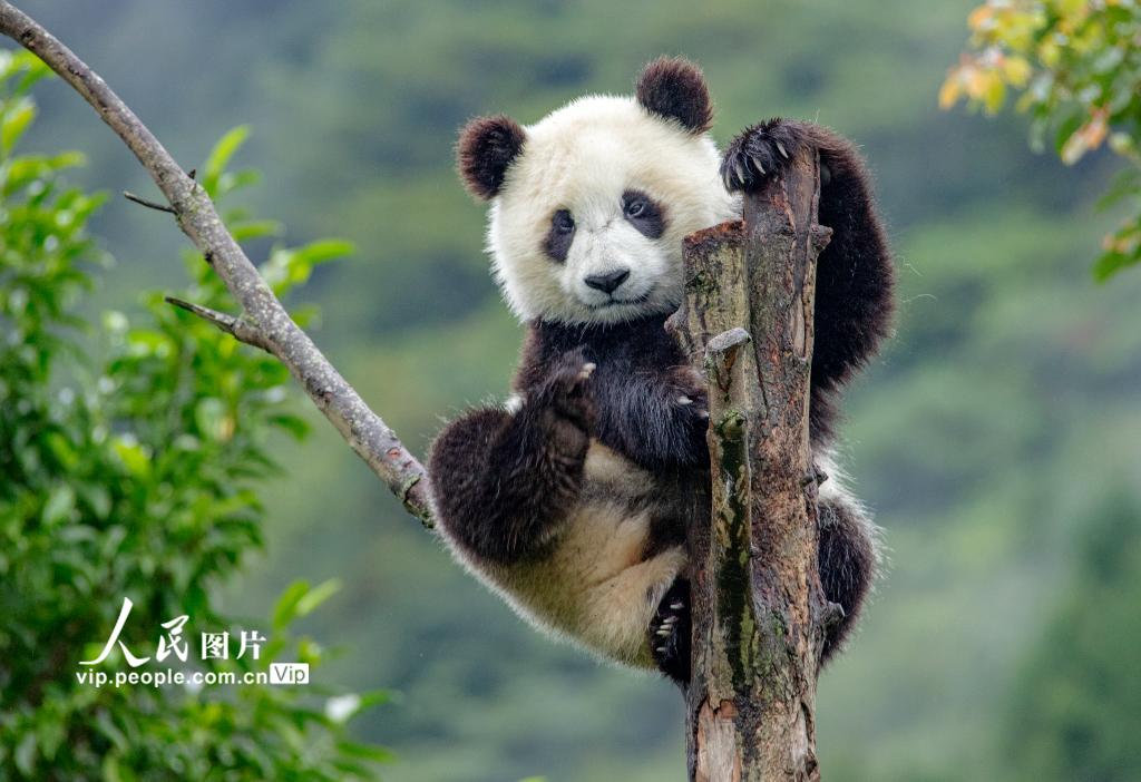 無邪気で可愛らしい姿を見せるパンダ（撮影?劉國(guó)興/寫真著作権は人民図片が所有のため転載禁止）。