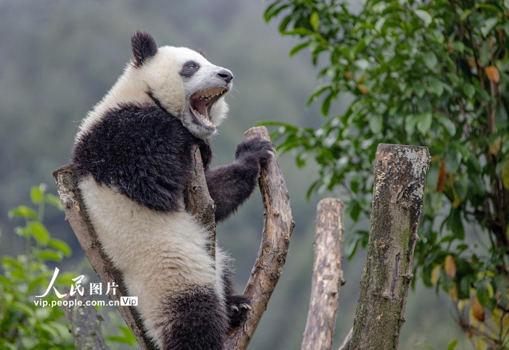 無邪気に遊ぶ研究センターのパンダたち　四川省アバ