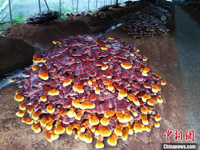 直徑1メートルの霊芝！湖南韶山銀田村の貧困支援産業(yè)基地
