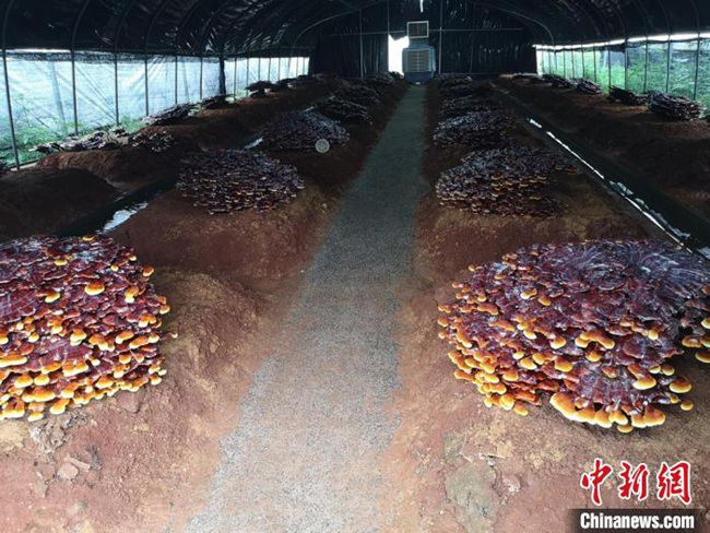 直徑1メートルの霊芝！湖南韶山銀田村の貧困支援産業(yè)基地