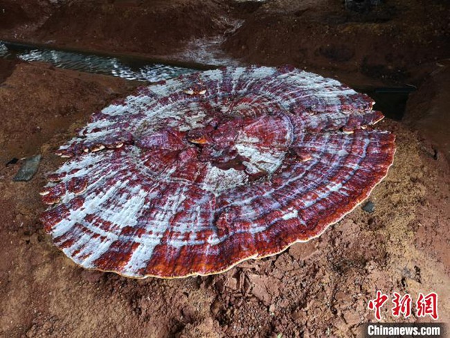 直徑1メートルの霊芝！湖南韶山銀田村の貧困支援産業(yè)基地