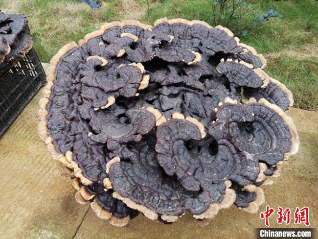 直徑1メートルの霊芝！湖南韶山銀田村の貧困支援産業(yè)基地