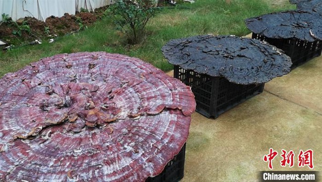 直徑1メートルの霊芝！湖南韶山銀田村の貧困支援産業(yè)基地