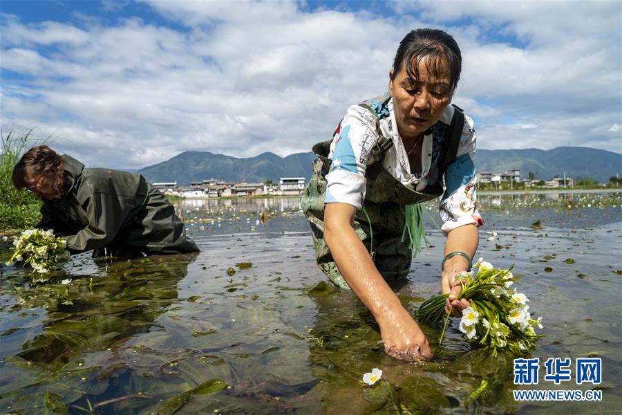 住民の所得増加を助ける水生植物「海菜」　雲(yún)南省