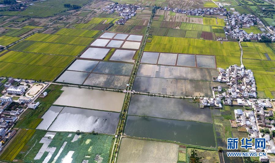 住民の所得増加を助ける水生植物「海菜」　雲(yún)南省