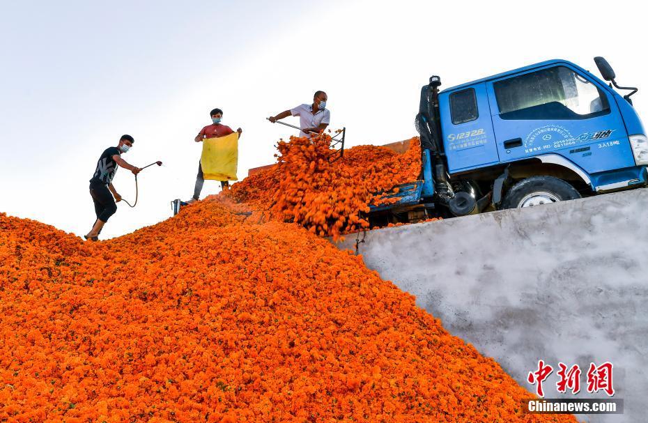 新疆于田に広がるマリーゴールド　畑から「ゴールド」を手にする地元住民