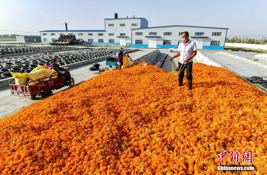 新疆于田に広がるマリーゴールド　畑から「ゴールド」を手にする地元住民