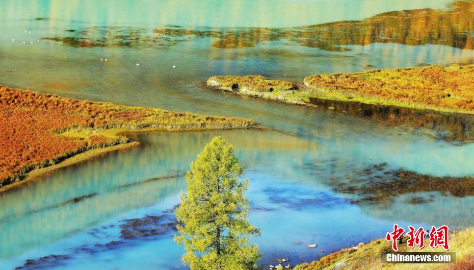 新疆カナス湖の白鳥　靜かな湖面が天然の「舞臺」に