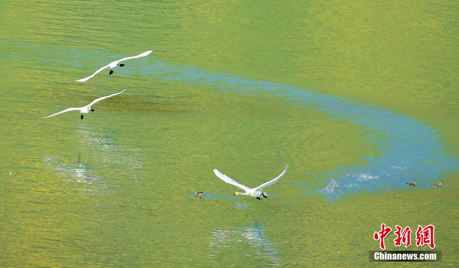 新疆カナス湖の白鳥　靜かな湖面が天然の「舞臺(tái)」に