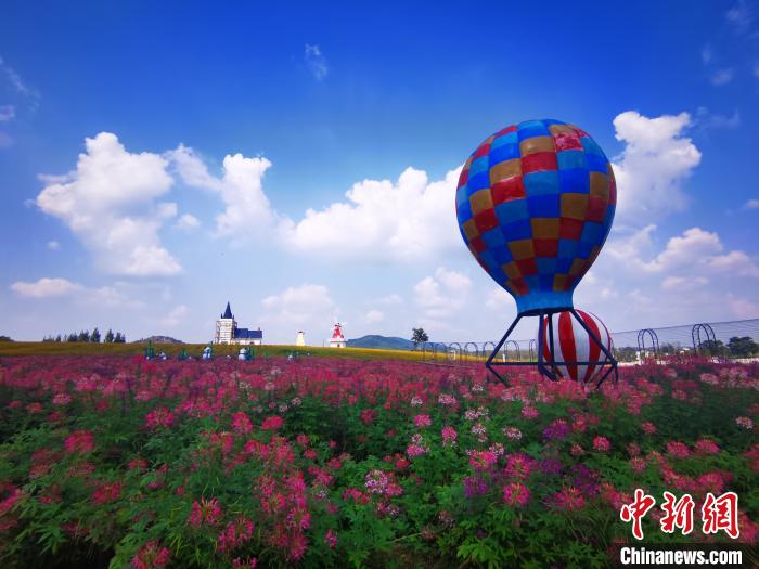 美しい花畑が一面に広がる安徽巣湖沿岸