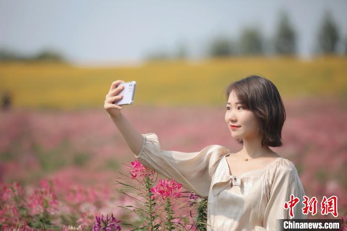 美しい花畑が一面に広がる安徽巣湖沿岸