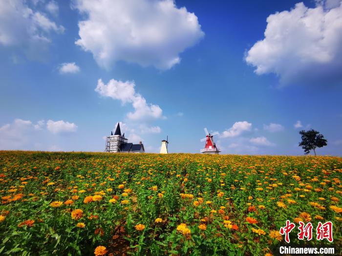 美しい花畑が一面に広がる安徽巣湖沿岸