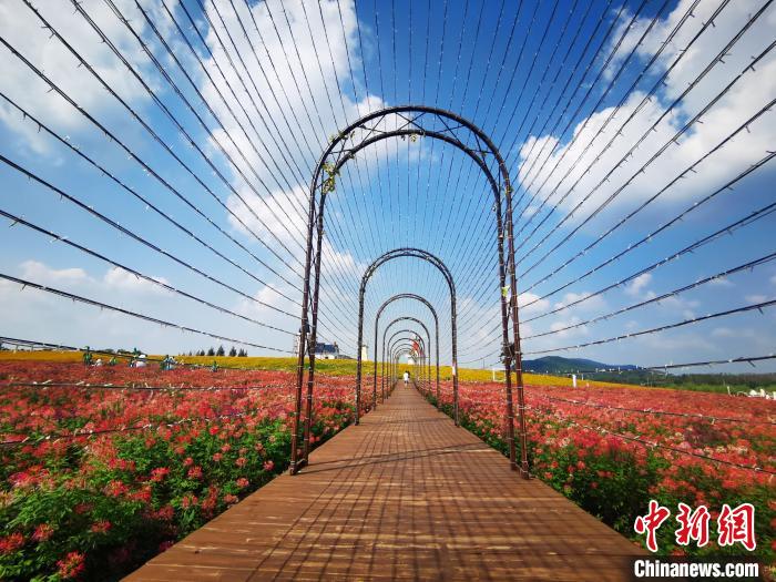 美しい花畑が一面に広がる安徽巣湖沿岸