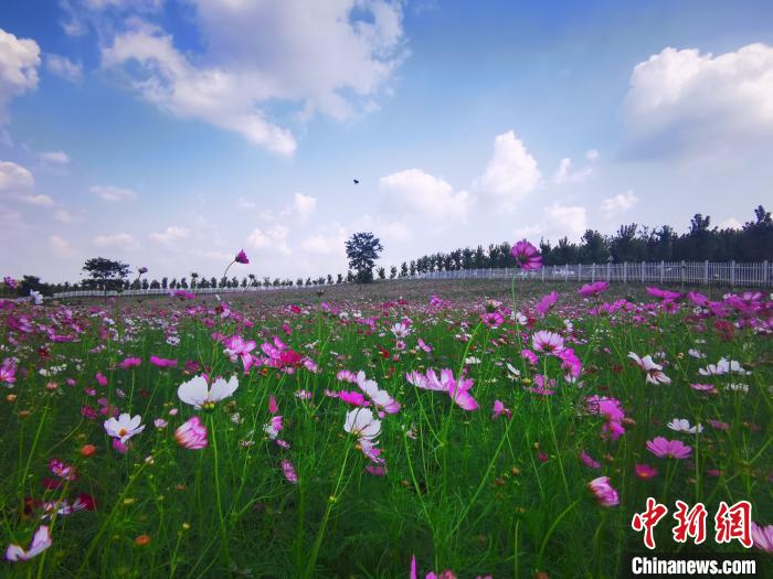 美しい花畑が一面に広がる安徽巣湖沿岸