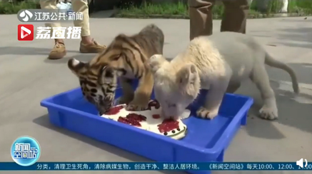 特製月餅を召し上がれ！動(dòng)物たちが堪能した月餅とは？　江蘇省