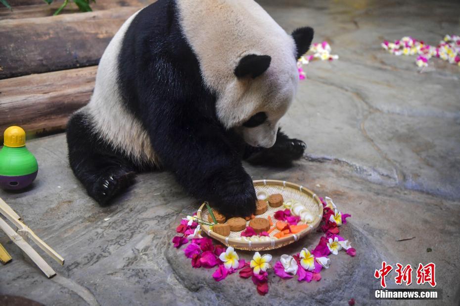パンダ兄弟も月餅を食べて中秋節(jié)をお祝い　海南