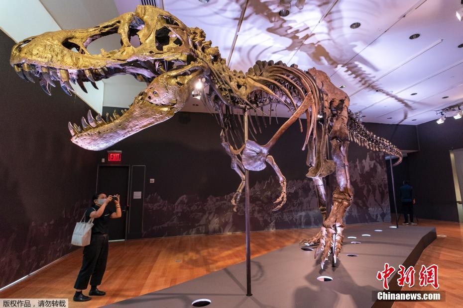 世界最大のＴ?レックス化石の落札価格は驚きの2750萬ドル！