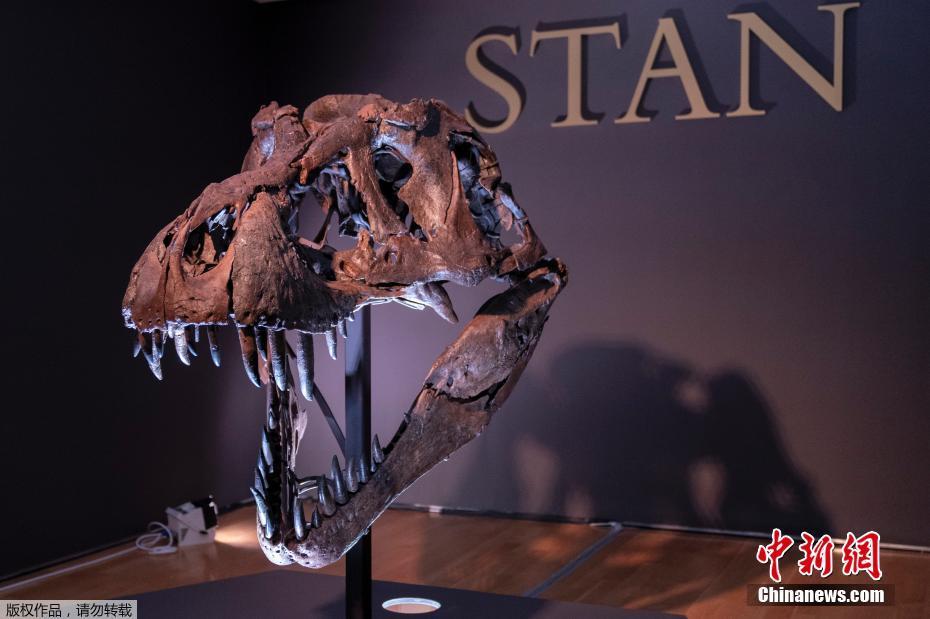 世界最大のＴ?レックス化石の落札価格は驚きの2750萬ドル！