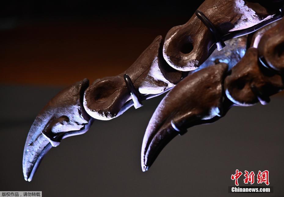 世界最大のＴ?レックス化石の落札価格は驚きの2750萬ドル！