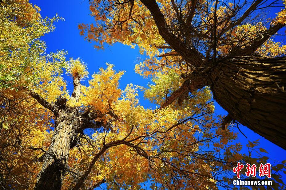 獨特な地理的位置條件と地元の環(huán)境保護対策で、元來の姿が今もきちんととどめられている胡楊林（撮影?李靖海）。