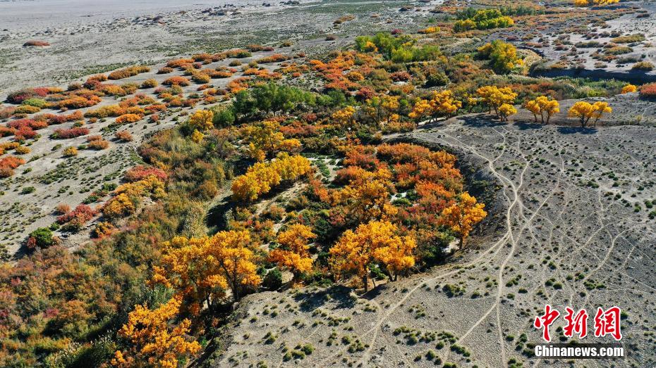 新疆托克遜庫米什の秋、色づく胡楊