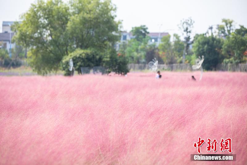 ピンクミューリー咲き誇るロマンチックな花畑　浙江省浦江