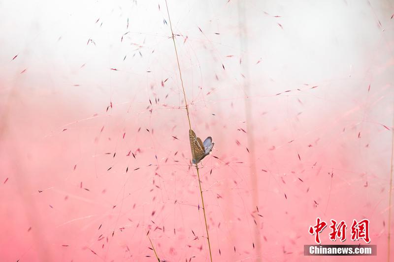 ピンクミューリー咲き誇るロマンチックな花畑　浙江省浦江