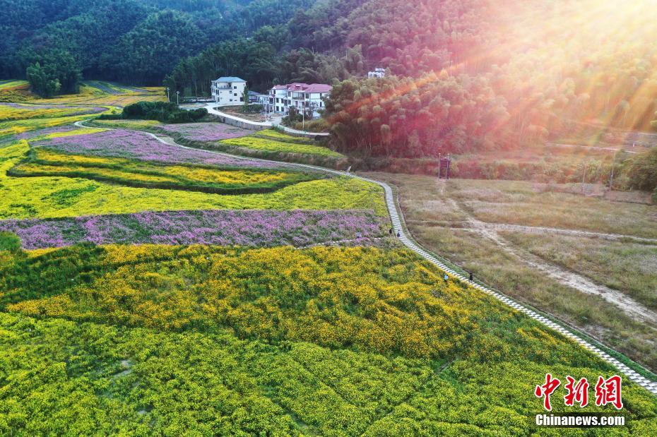 上空から眺めた江西南昌のカラフルな花畑　美しい秋景色を堪能
