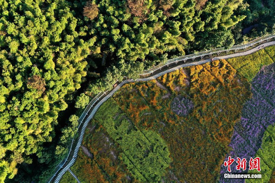 上空から眺めた江西南昌のカラフルな花畑　美しい秋景色を堪能