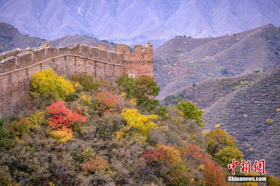 カラフルに色づき秋の深まり感じさせる金山嶺長城　河北省